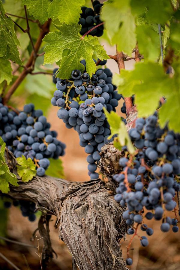 Domaine Rabiega - Vineyard And Boutique Hotel Ντραγκινιάν Εξωτερικό φωτογραφία
