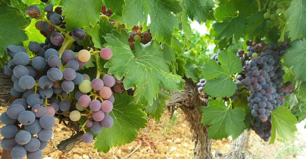 Domaine Rabiega - Vineyard And Boutique Hotel Ντραγκινιάν Εξωτερικό φωτογραφία